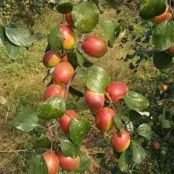 Delightful Apple Plant
